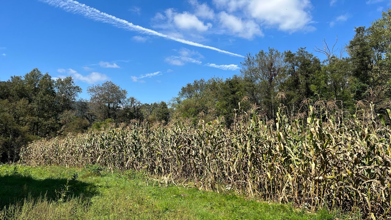 September Dent Corn Walk-Thru