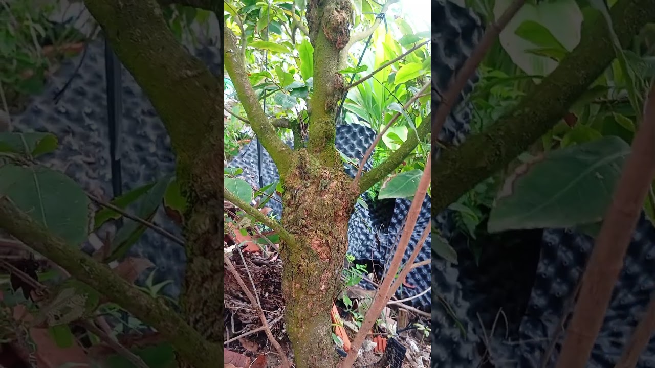 C&acirc;y Mai x&ugrave; #maidotbien #maixusingapore #maixu