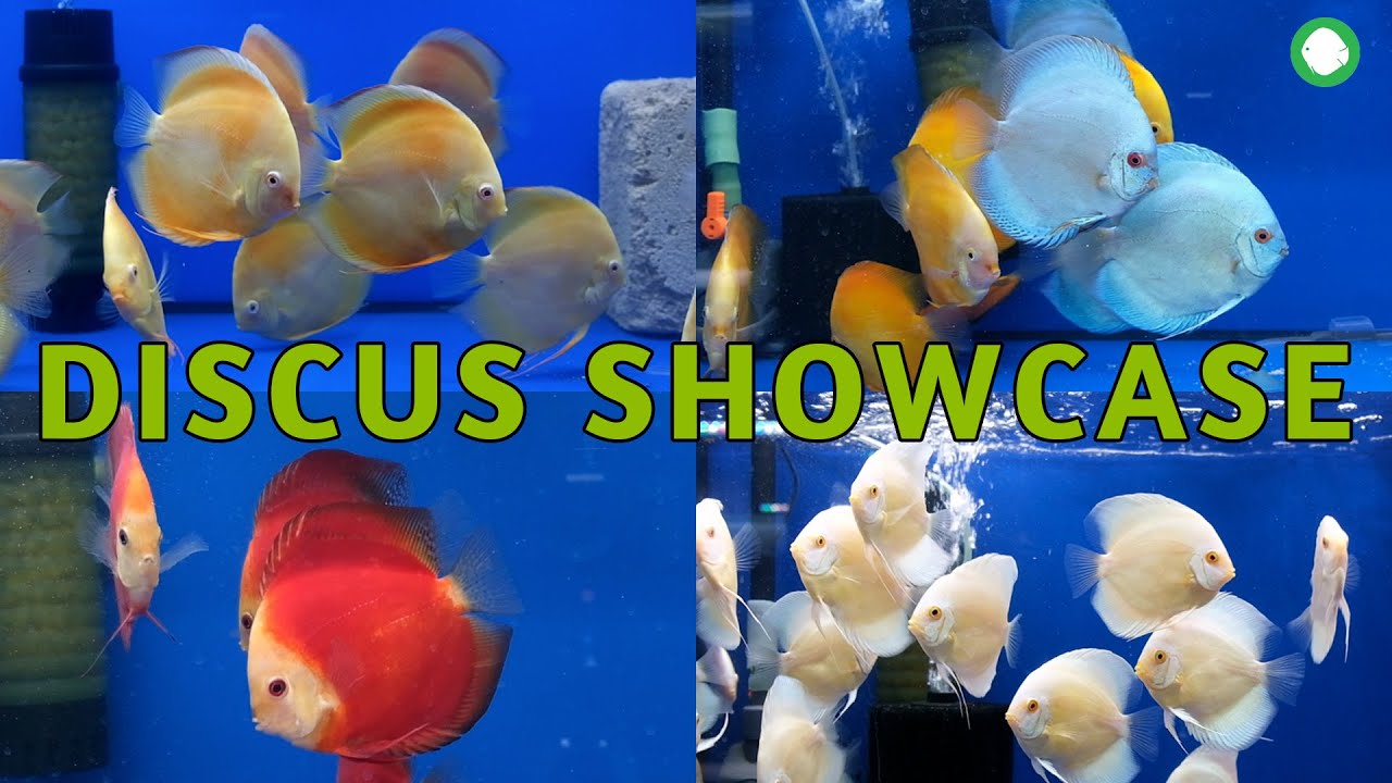You've NEVER Seen Discus Like This Before | Exclusive Peek Inside OZ Discus, Relaxing Discus Gallery