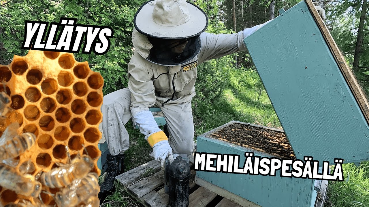 Odotin jotain ihan muuta, mutta mehiläiset yllättivät täysin - Missä mennään tarhauksessa?