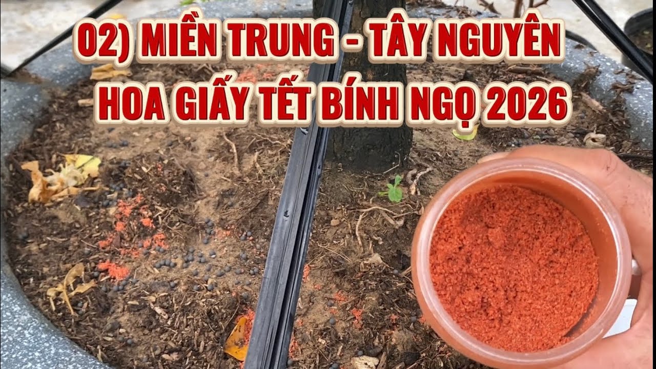 02) MIỀN TRUNG-TÂY NGUYÊN  hoa giấy Tết Bính Ngọ 2026.