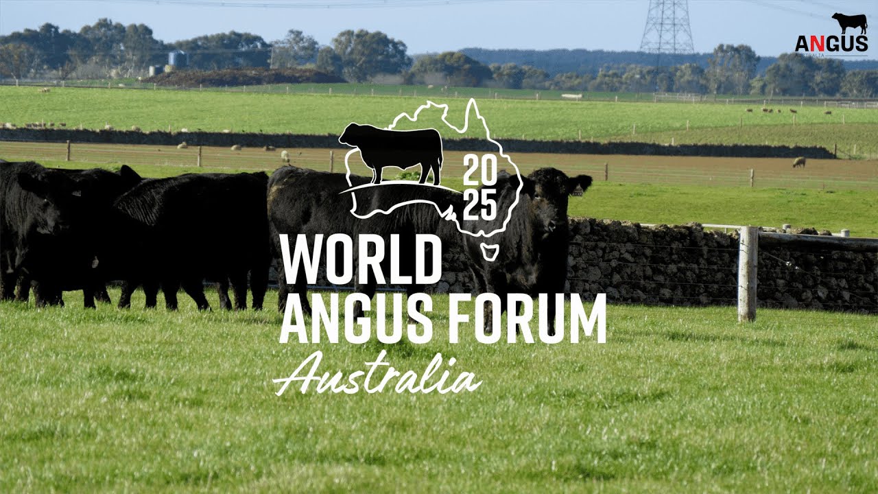 Come see the diversity of the Angus Breed!