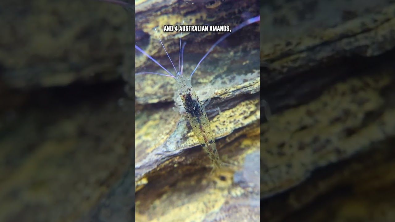 Help Me Evolve My Amano Shrimp Tank (Stay To The End) 🦐 