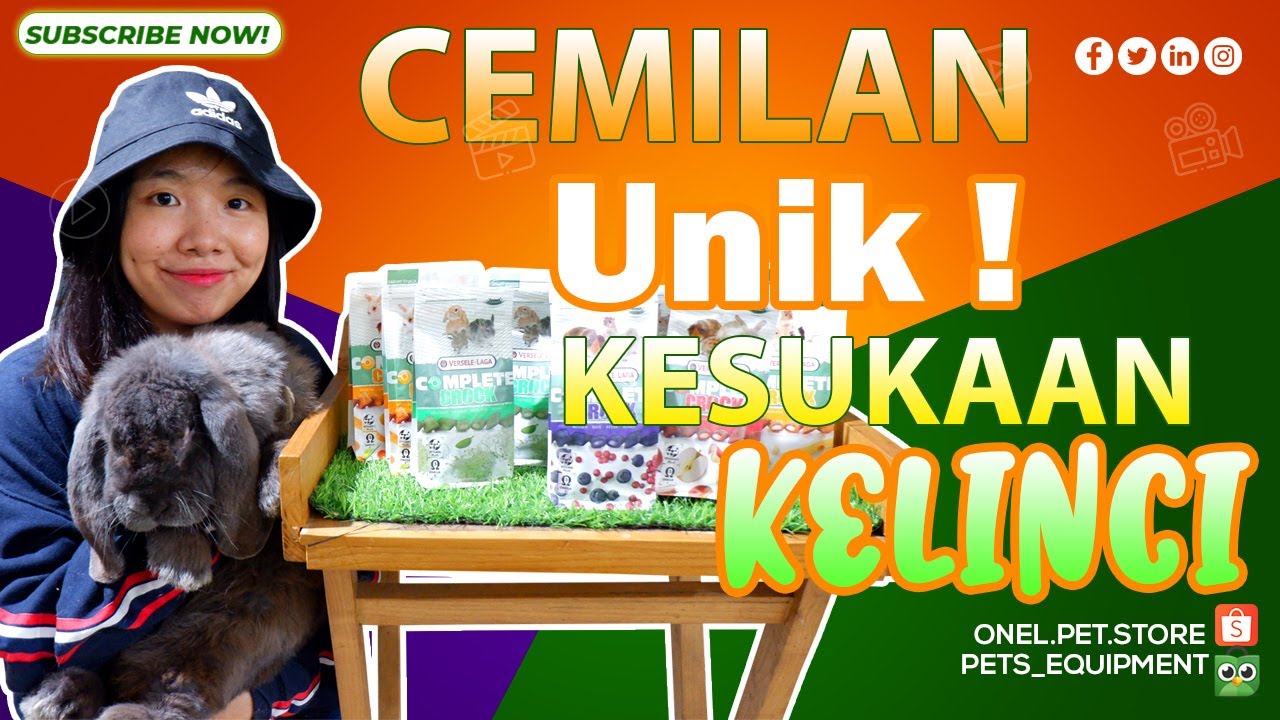 SNACK KESUKAAN KELINCI || TREATS SMALL ANIMALS