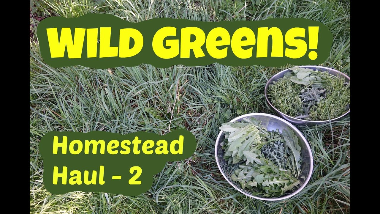 Wild Greens: Homestead Haul 2 with wild geranium, wild lettuce, sowthistle