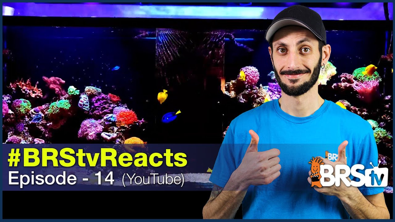 #BRStvReacts: Floating aquascapes, Yellow tang shoal, and a Star Wars themed reef!