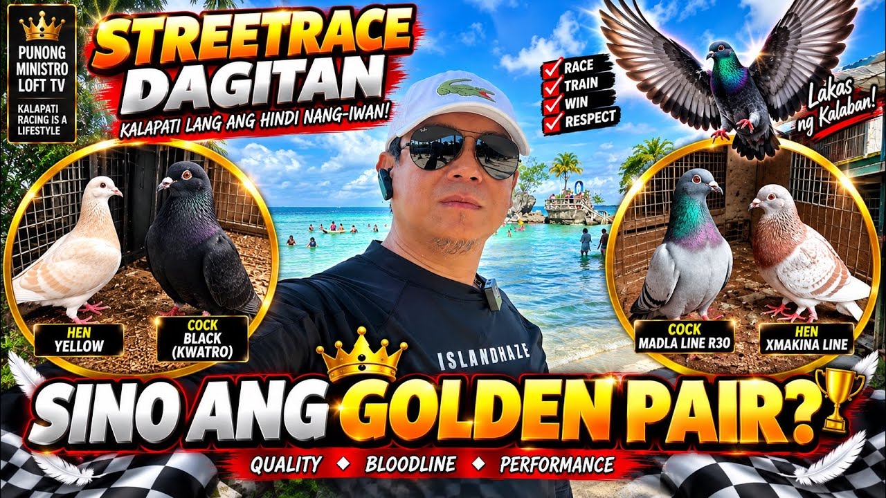 ASTIG NA BREEDERS XMAKINA / MADLA LINE AT KWATRO HEREMANS LINE GOLDEN PAIR NGA BA? 07/08/21