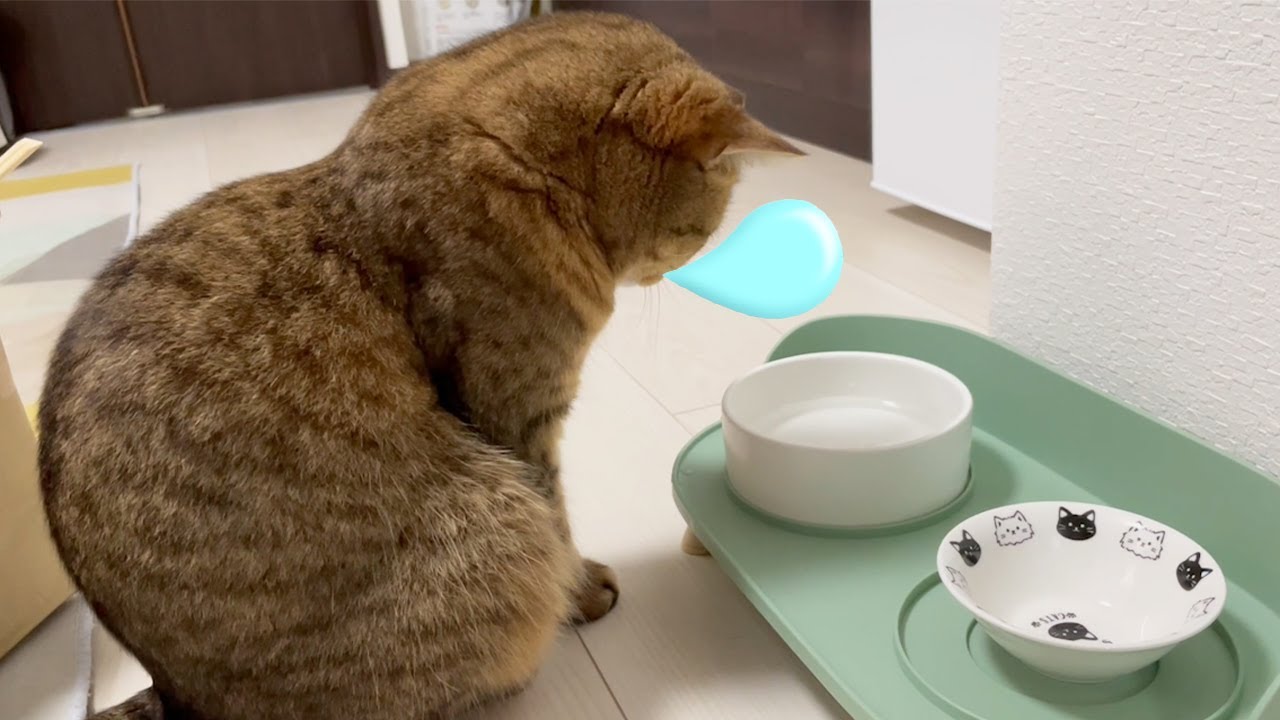 【質問】水を飲んでいる最中に寝落ちする猫を見たことありますか？