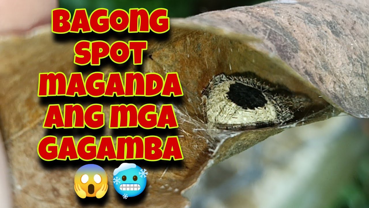 Bago spot solid ang mga gagamba🥶😱