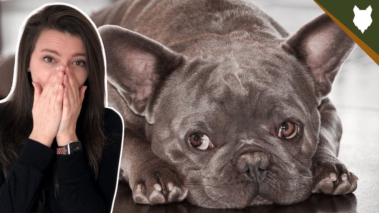 DO FRENCH BULLDOG GET SEPERATION ANXIETY