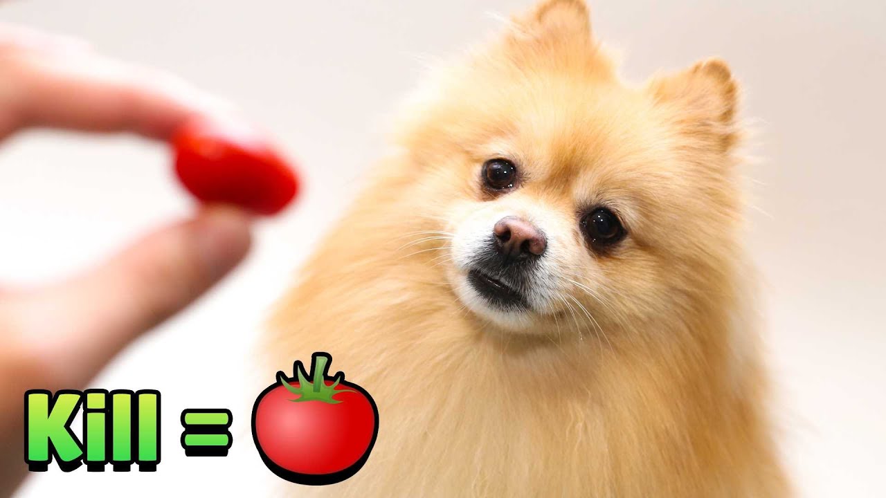 1 FRAG = 1 POMIDOREK 🍅 dla Joysticka 😍 w Brawl Stars