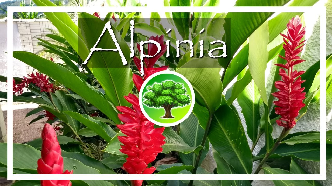 💚 Como fazer mudas de alpinia purpurata