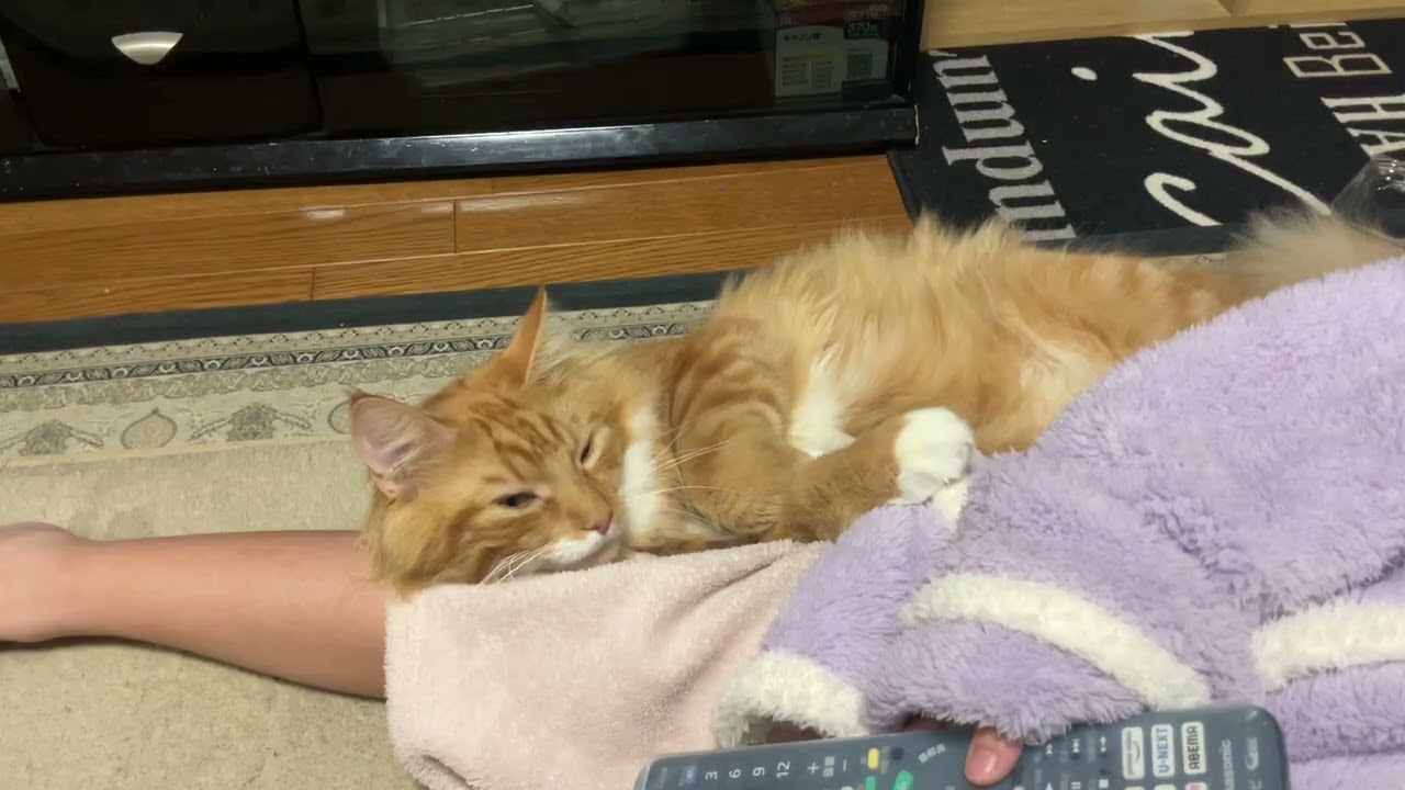 ただ、、#メインクーン #猫のいる暮らし #大型猫 