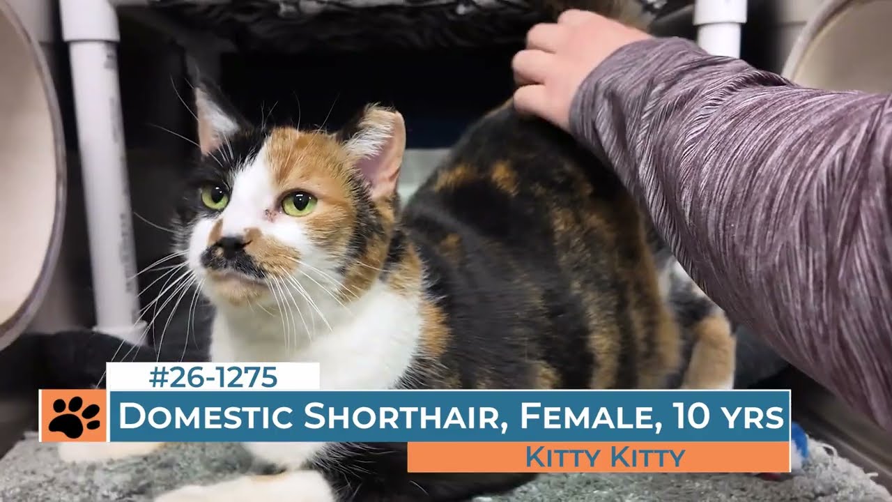 Kitty Kitty - 261275