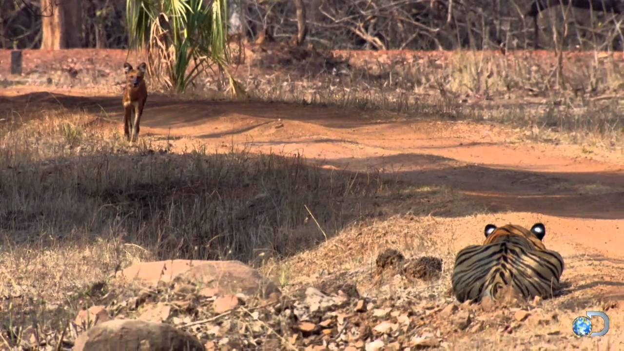 Tiger vs a Pack of Wild Dogs