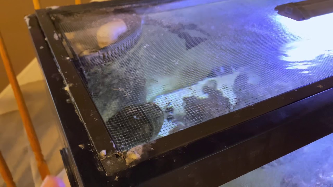 Glass lids vs Mesh lids on Reef Tank