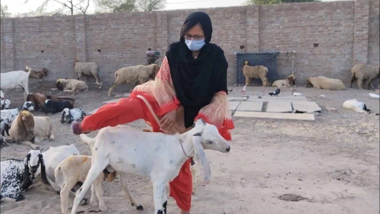 Goat Riding ll Dangerous Goat Riding ll @aliza sehar vlog
