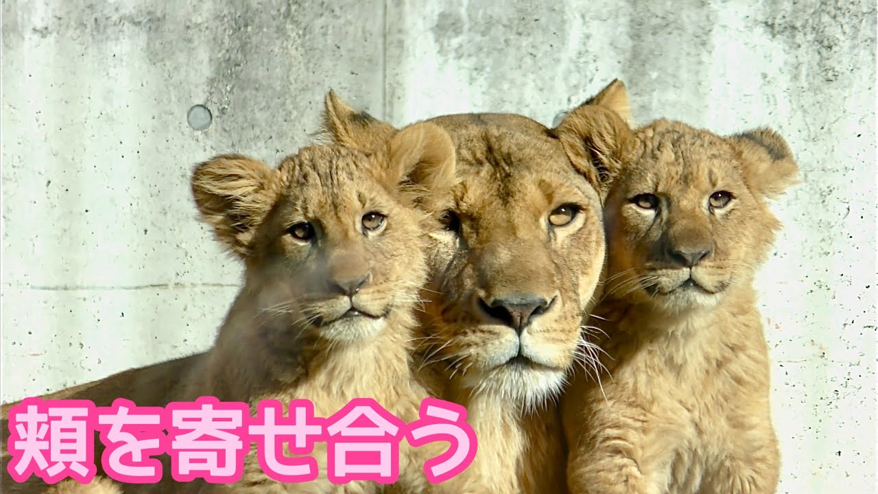 頬を寄せて並ぶシルクママとデンくんアルくん【のんほいパーク】Lion Silk Den Al Toyohashi Zoo 