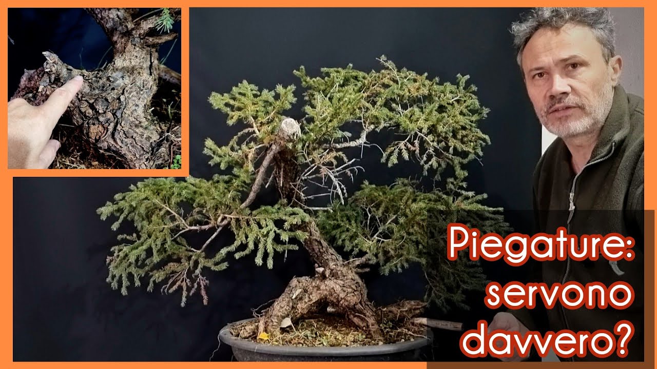 Piegature per creare un bonsai: davvero servono?