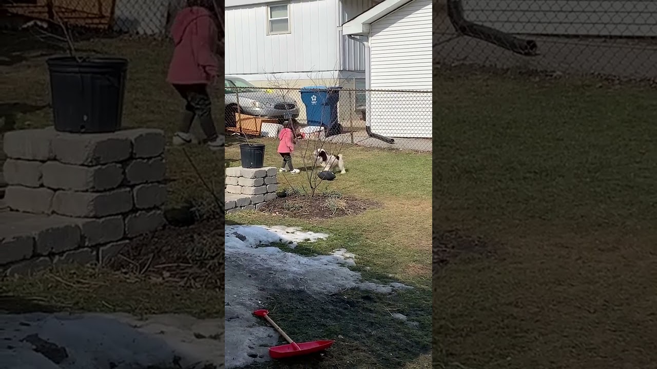 Puppy is playing. Watch to the end #fyp #ohnoo #parati #doritosflatlife