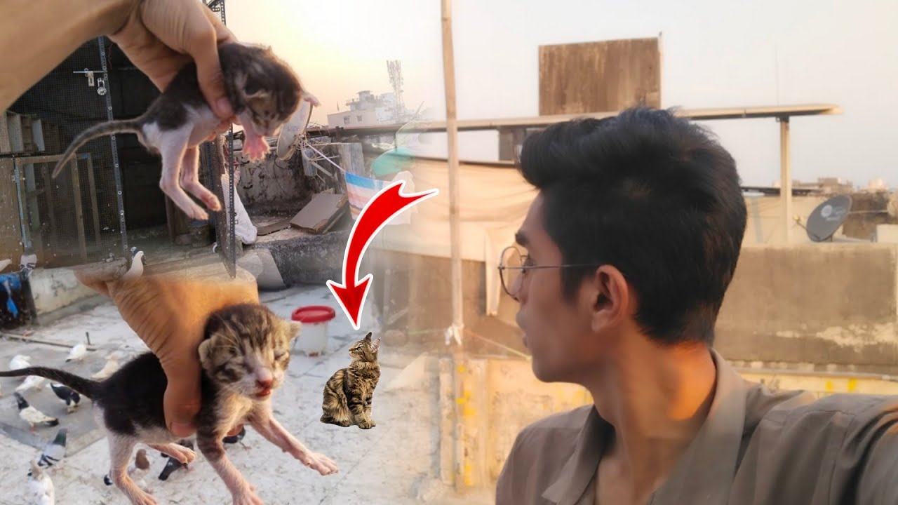 Billi Ne Kabutar Par Attack Kar Diya😱 || Ab Ek Bhi Kabutar Nhi Bacheg😭
