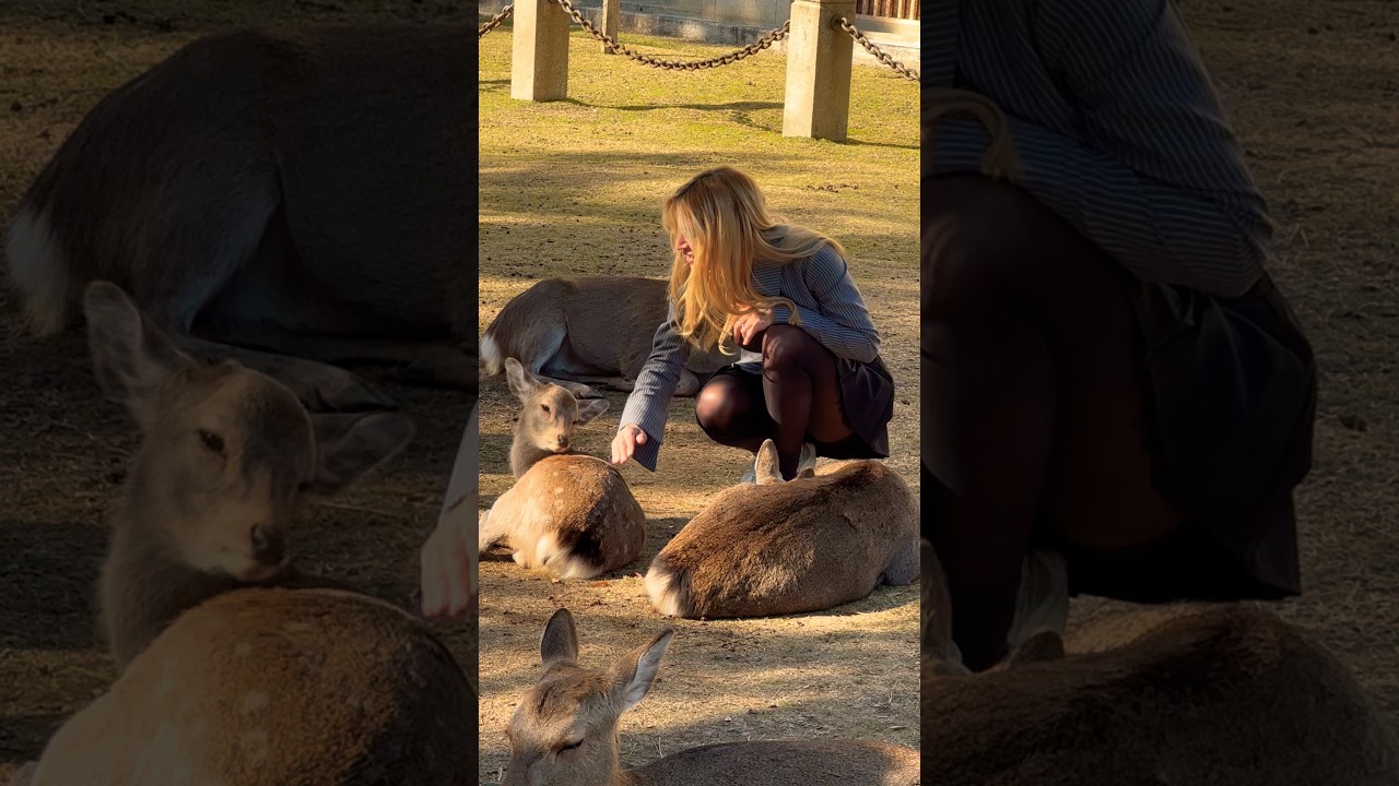 🇯🇵 奈良公園で鹿と一緒に座るインド人ゲスト！感動の瞬間 ❤️ 🇯🇵 鹿に囲まれたデシゲスト！奈良公園の特別な体験 🦌✨ #narapark #animals #naradeer #nara