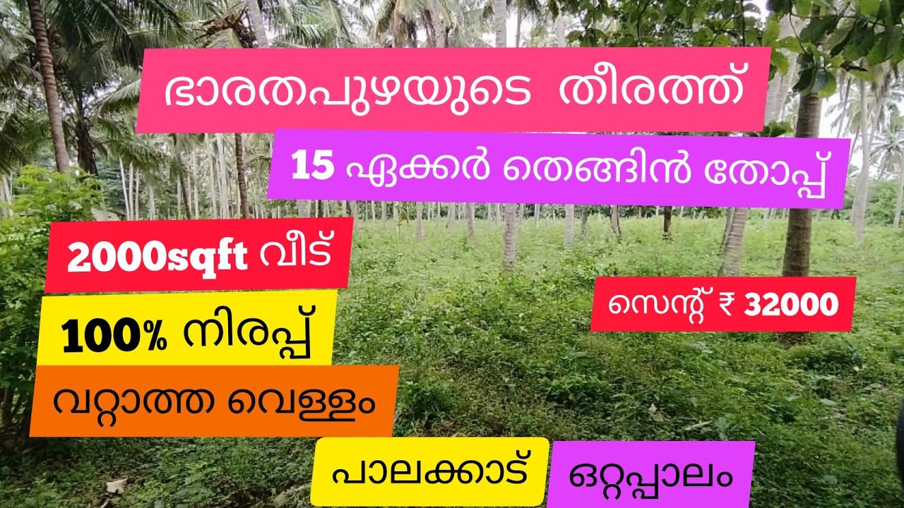 15 Acre Super | Coconut Farm On Bharathapuzha River For Sale | Palakkad | Ottapalam (സെന്റ്‌ 32000)