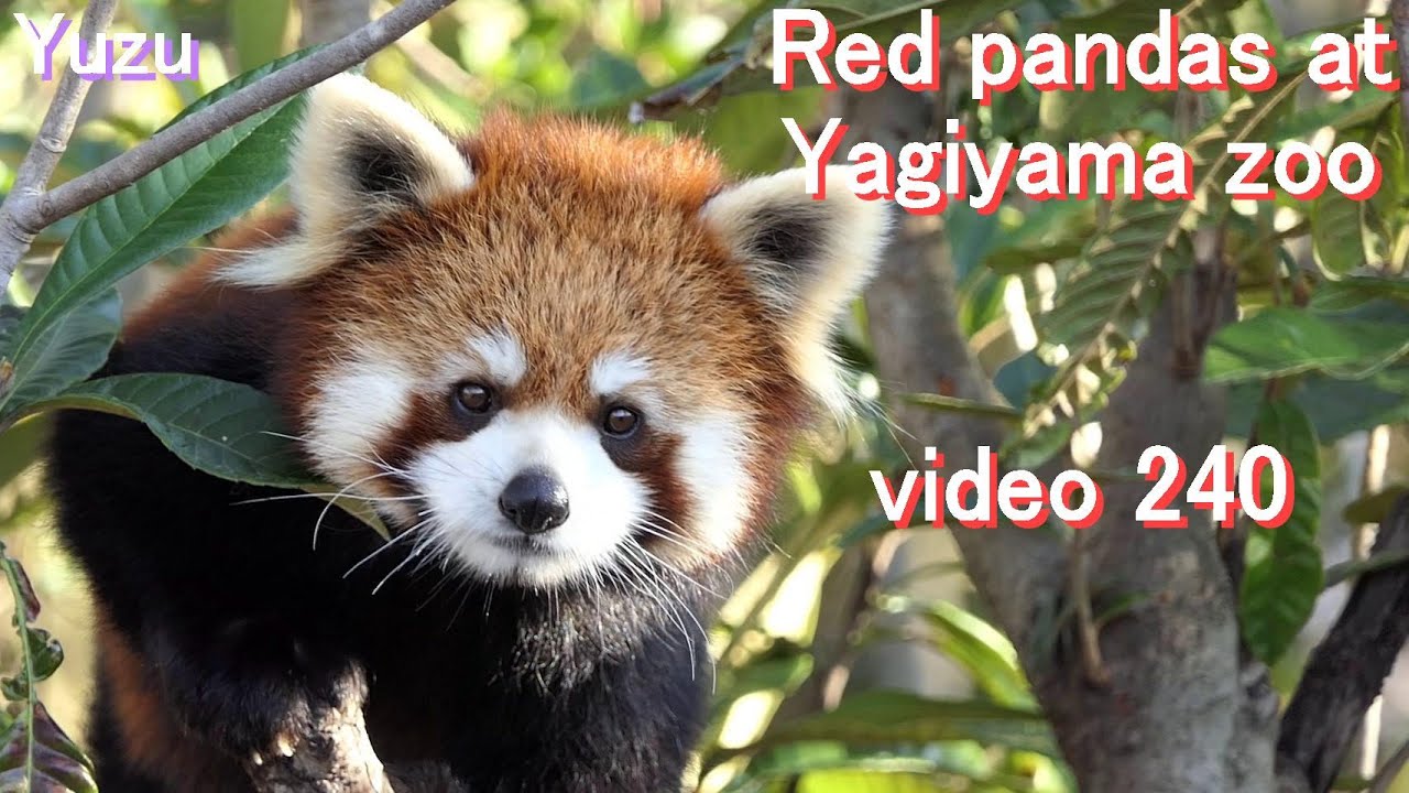 八木山レッサーリポート240 レッサーパンダ ユズ特集 Red panda Yuzu at Yagiyama zoo video_240 八木山動物公園