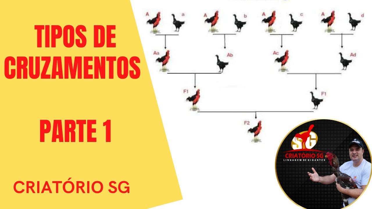 Tipos de Cruzamento, aprenda a fazer a melhor seleção.
