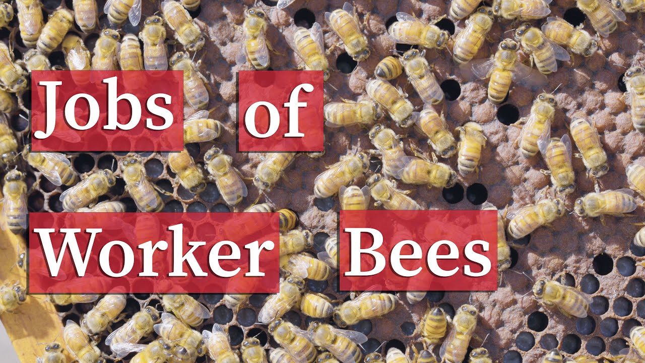 Worker Honey Bee Tasks | Beekeeping Academy | Ep. 63