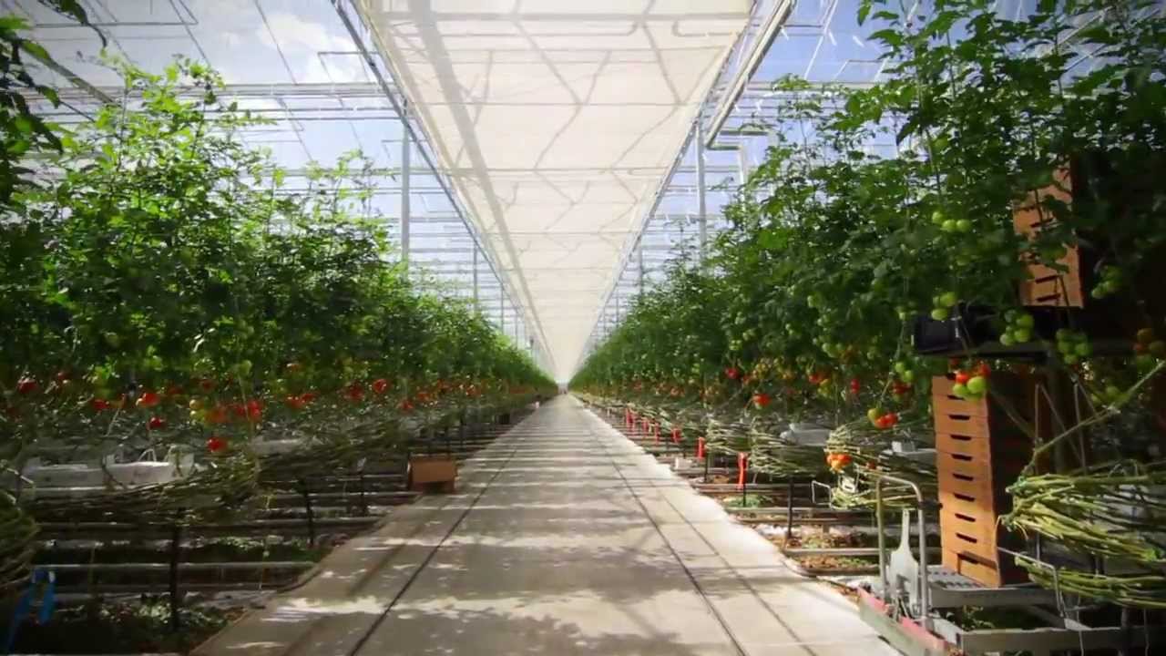 Ontario Greenhouse