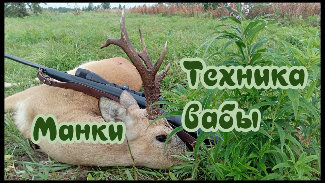 Как манить самцов сибирской косули во время гона.