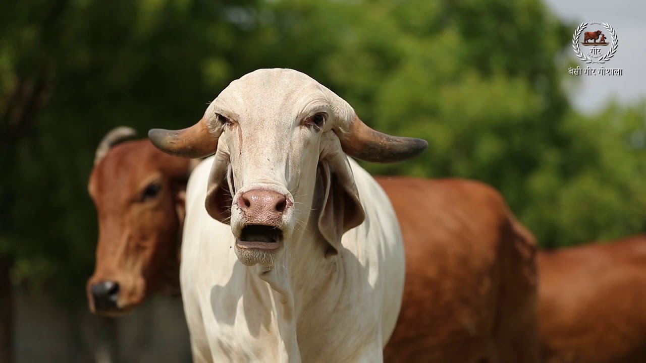 Bansi Gir Gaushala Introduction