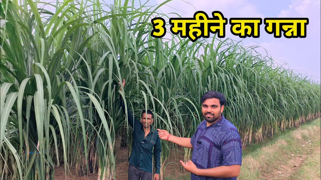 ऐसा क्या करा किसान ने जो हो गया इतना अच्छा गन्ना! #kisan 7078123289