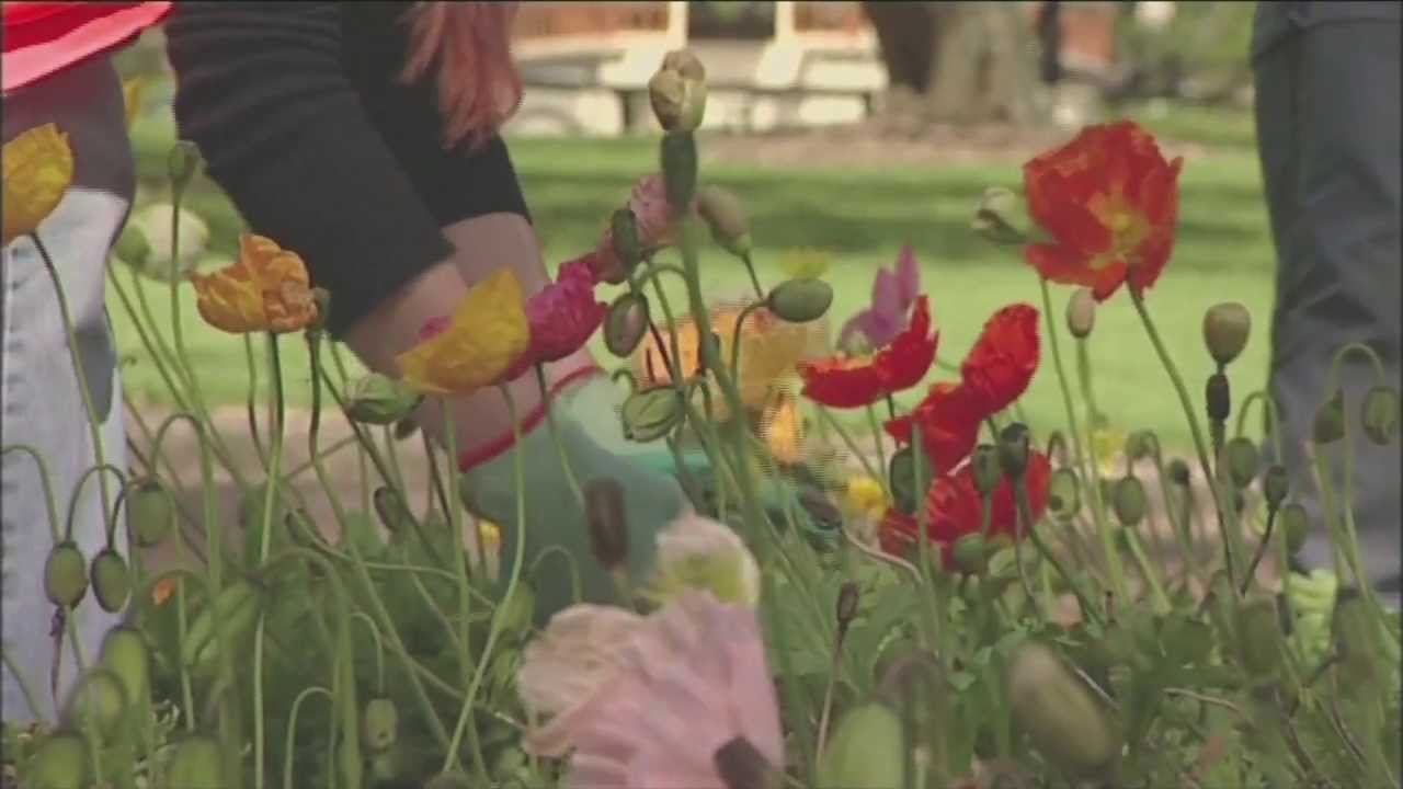 Just the Job - A Career in Amenity Horticulture