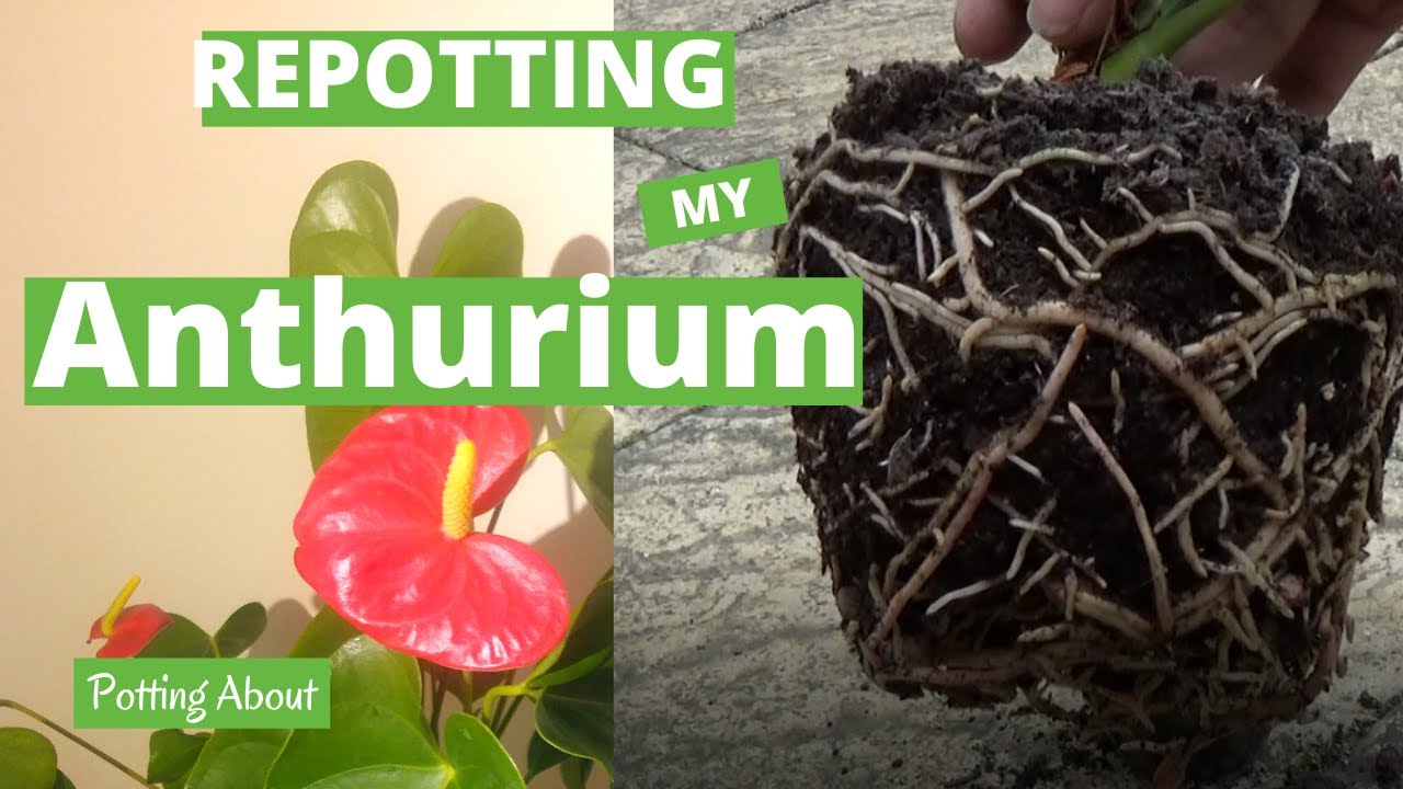HOUSEPLANT - Repotting My Anthurium