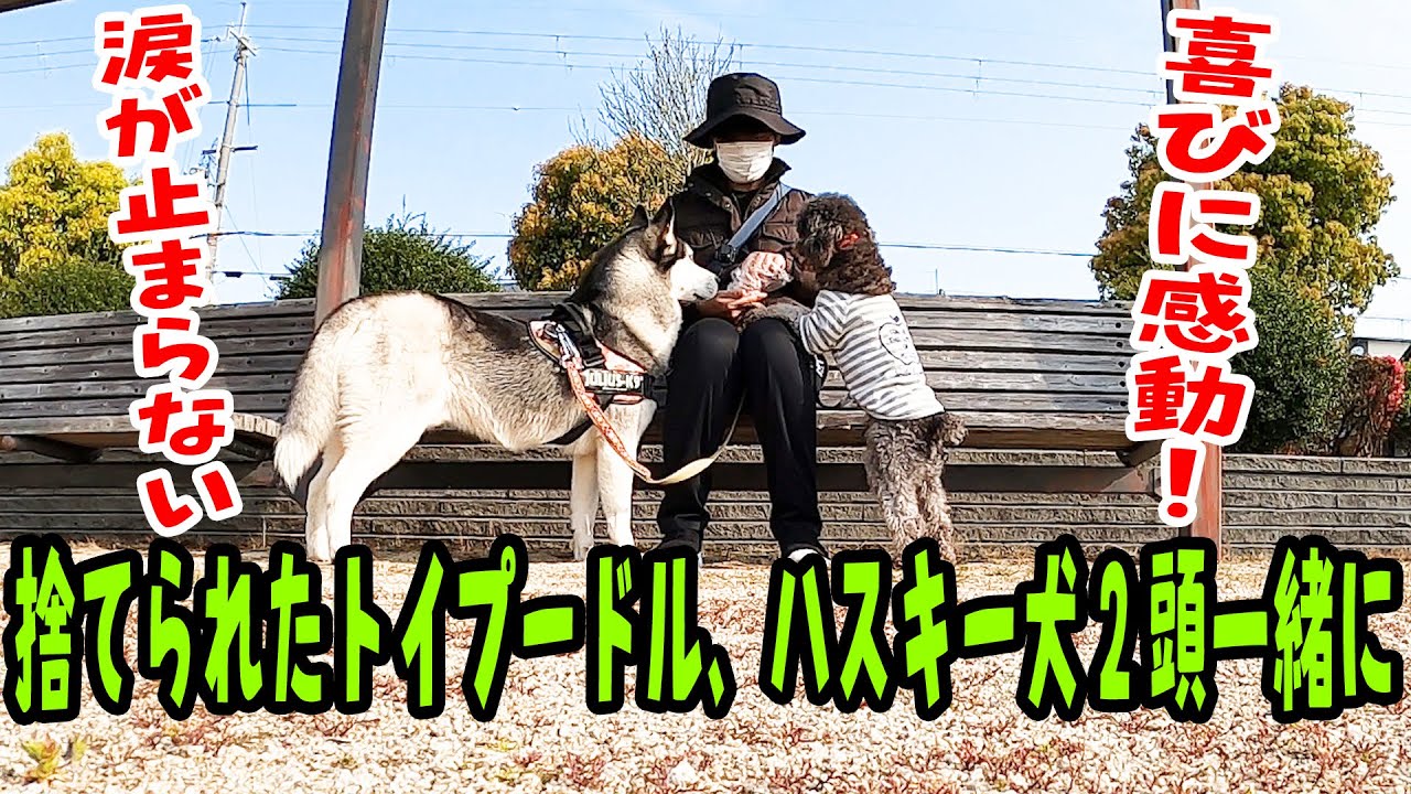 捨てられたトイプードル初めてのハスキー犬と2頭で散歩に泣けた！