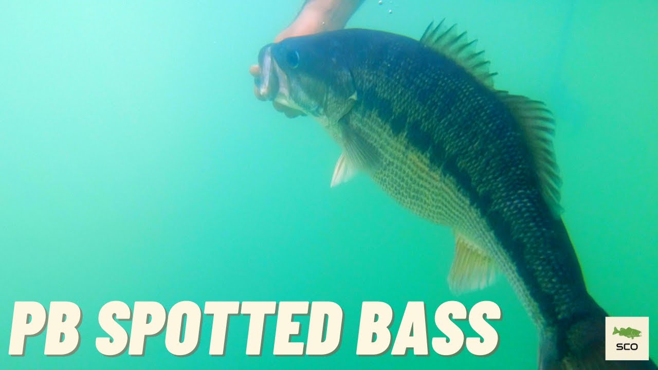 Bullards Bar GIANT Spotted Bass... MAJOR freakout!
