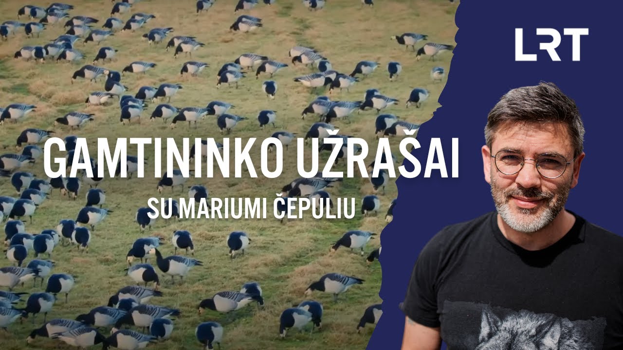 Žąsis stebėjęs Čepulis: jas esame nuvertinę – daugeliui žąsys galvoje tik kaip maistas