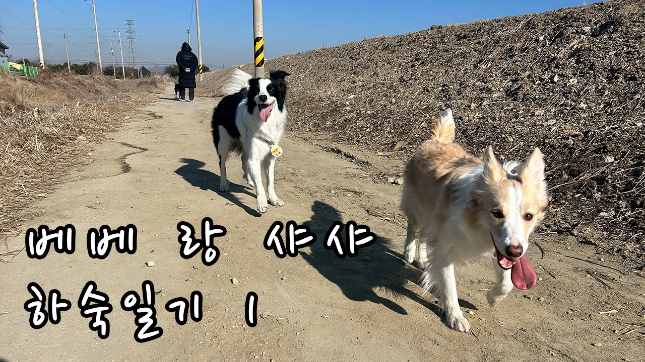보더콜리 베베 샤샤 하숙일기 | 하숙 1일차   #보더콜리 #강아지 #하숙생 #진도콜리