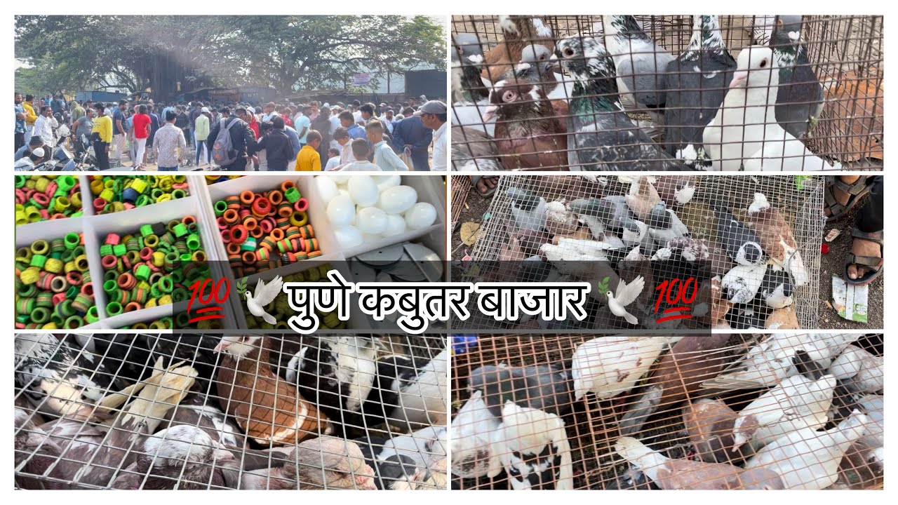 💯🕊️Pune kabutar bajar 🕊️💯 ||kabutar ||rajvlogs || marathi vlog || insta id:@bajigar_raj_