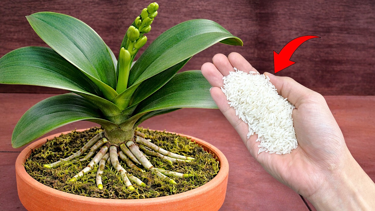 🌸Potatoes Help Phalaenopsis Orchids Grow Strong Roots And Grow Extremely Fast