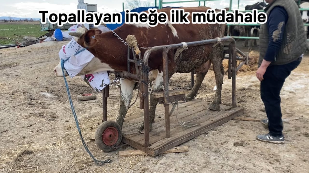 Topallayan İneğe Müdahale! Tırnak Kesimi Nasıl Yapılır? 