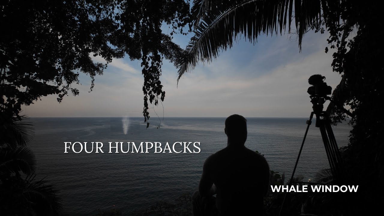 Whale Window — S01E03 | A Pod of Four Humpbacks Pass the Window