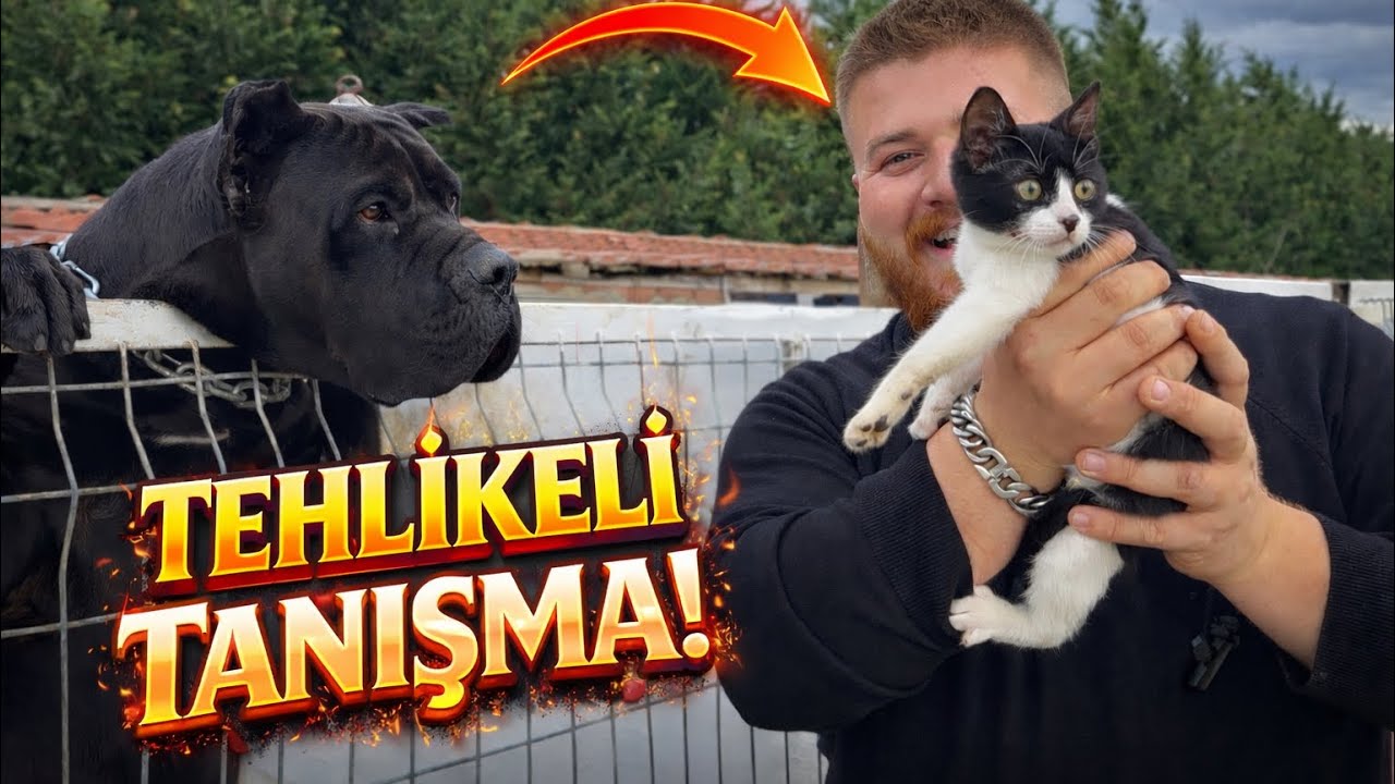 CANE CORSO & DOGO ARGENTİNO YAVRU KEDİYİ GÖRÜRSE NE OLUR? 😱