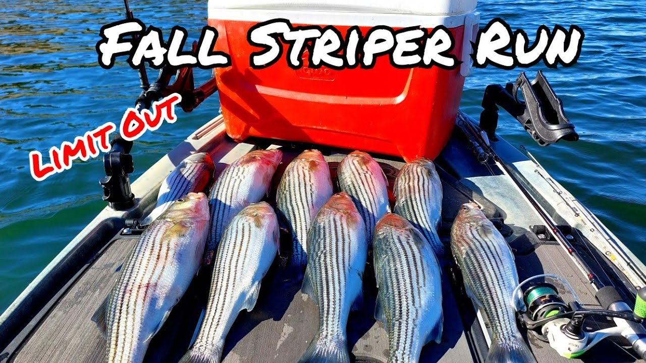 Fall Striper Madness at New Hogan Lake