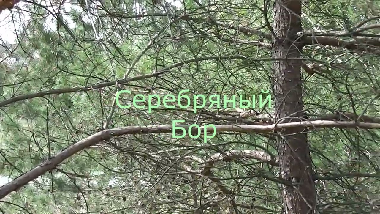 Окрестности Серебряного Бора.