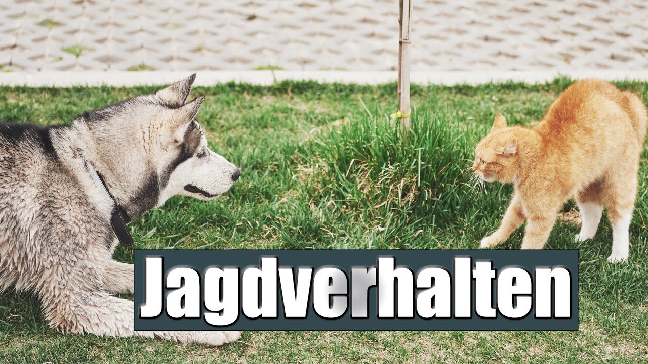 Hund jagt Katzen, Autos & Co. - Weil du diesen Fehler machst!
