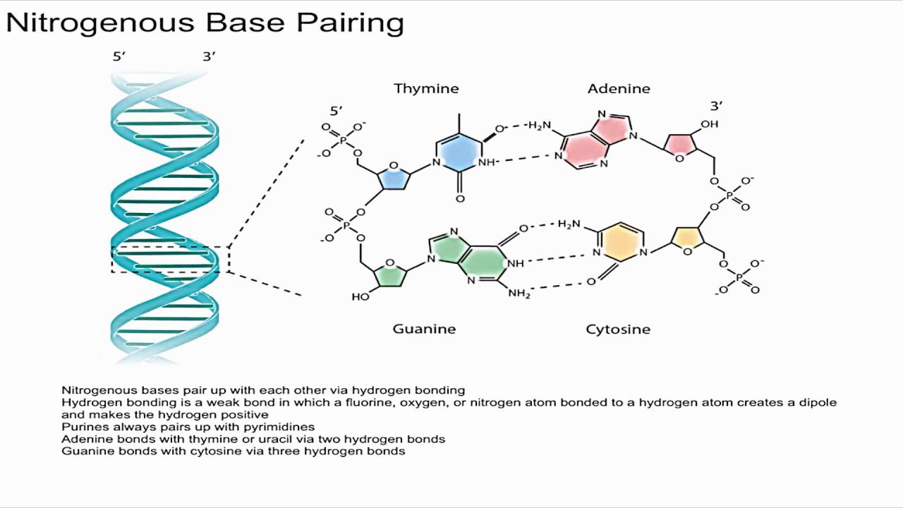 Nitrogenous Base Pairing