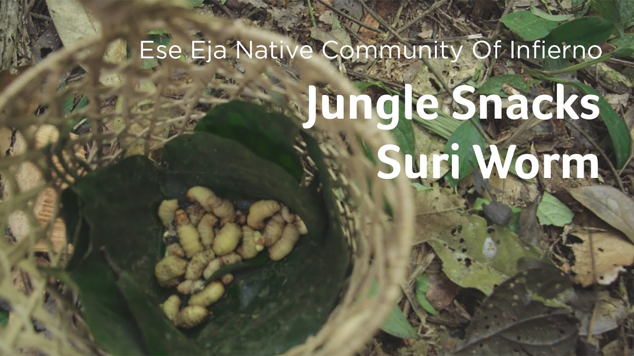 Amazon Native Community: Suri Worm in the Peruvian Amazon